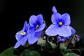 The beautiful African Violet Royalty Free Stock Photo