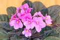 Beautiful African violet with pink flowers close up. How to grow African violets at home concept Royalty Free Stock Photo