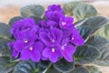 A beautiful African violet Saintpaulia in bloom close up Royalty Free Stock Photo