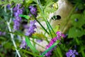 Cute little bumble bee flying around the lavender flowers in search of pollen Royalty Free Stock Photo