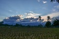 Beautiful afternoon in the rice fields Royalty Free Stock Photo