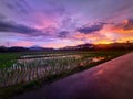 Beautiful afternoon sun over the vast rice fields Royalty Free Stock Photo