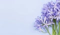 Beautiful agapanthus africanus (african lily) flowers on a lilac blue background with copy space.