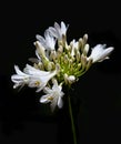Beautiful Agapanthus blooming white flower Royalty Free Stock Photo