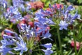 Beautiful Agapanthus flowers in a garden