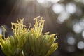 Agave flower blooming and sun rays with bokhe background Royalty Free Stock Photo