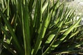 Beautiful agave with green leaves growing outdoors, closeup