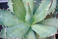 Beautiful agave with leaf prints, close-up