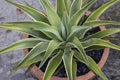 Beautiful Agave plant in a container