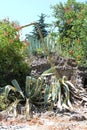 Beautiful agave plant