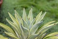 Beautiful agave plant with selective focus and blur background