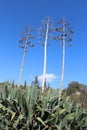 Beautiful agave plants