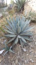 Agave Tequilana Plant in Wild