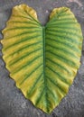 beautiful aging caladium leaf