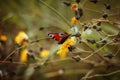 Beautiful aglais io butterfly, peacock butterfly on yellow flower. Butterfly in the field on a green yellow blurred background. Royalty Free Stock Photo