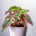 a beautiful aglaonema Chinese evergreen hot pink valentine plant growing in a white background Royalty Free Stock Photo