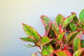 Beautiful Aglaonema genus of flowering plants in the arum