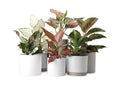 Beautiful Aglaonema plants in flowerpots isolated on white. House decor