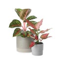 Beautiful Aglaonema plants in flowerpots isolated on white. House decor