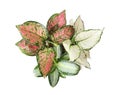 Beautiful Aglaonema plants isolated on white, top view.