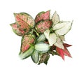 Beautiful Aglaonema plants isolated on white, top view. House decor