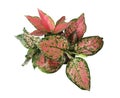 Beautiful Aglaonema plants isolated on white, top view. House decor