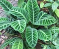Beautiful Aglaonema leaves ornamental with white and green color, plants in the garden