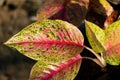 Beautiful Aglonema Plant with Colorful Foliage