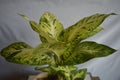 Beautiful Aglonema Plant on white cloth background. Beautiful Foliage