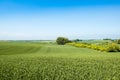 Agrarian fields in spring Royalty Free Stock Photo