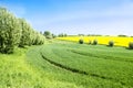 Fields and willows in spring Royalty Free Stock Photo