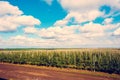 Beautiful agrarian image with apple orchard in the background of a cloudy sky