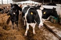 Beautiful agrarian image with cows on a modern livestock farm