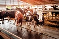 Beautiful agrarian image with cows on a modern livestock farm