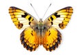 Beautiful Agrias Amydon butterfly isolated on a white background with clipping path Royalty Free Stock Photo