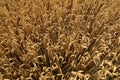 Beautiful agricultural field with ripe wheat crop, above view Royalty Free Stock Photo