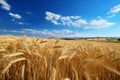 Beautiful agricultural field with ripening wheat on blue sky. Generate Ai