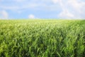 Beautiful agricultural field with ripening wheat