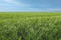 Beautiful agricultural field with ripening wheat