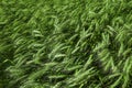 Beautiful agricultural field with ripening wheat crop