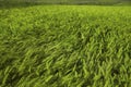 Beautiful agricultural field with ripening wheat crop