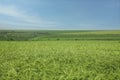 Beautiful agricultural field with ripening wheat crop