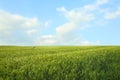 Beautiful agricultural field with ripening wheat crop