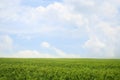 Beautiful agricultural field with ripening wheat crop