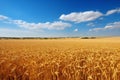 Beautiful agricultural field with ripening wheat nature harvest. Generate Ai