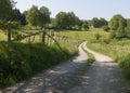 Beautiful agricultural path leading through a green and blossoming meadow with lots of grass and daffodil flowers in the eifel. Royalty Free Stock Photo