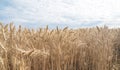 Beautiful agricultural with ripe wheats