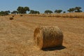 Agriculture field with straw rolls Royalty Free Stock Photo