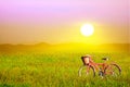 Beautiful agriculture jasmine rice farm and red bicycle and soft fog in morning blue sky white cloud