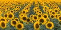 Beautiful agricultutal field of blooming yellow flowers of sunflower. Summer agricultural background. Source of sunflower cooking Royalty Free Stock Photo